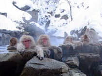 Makaken in een warmwaterbron bij Nagano. Bron: Wikipedia