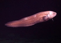 Een diepzeeaal in het duister op 3288 meter diep. Bron: wikipedia