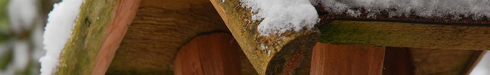 header photo