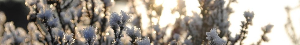 header photo