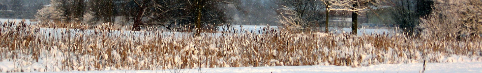 header photo