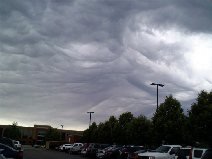 asperatus_7.jpg