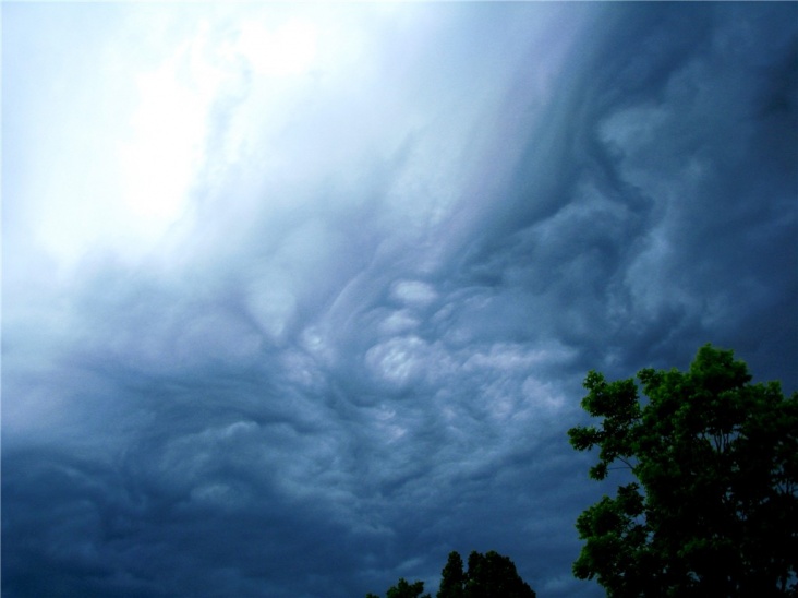 asperatus_8.jpg