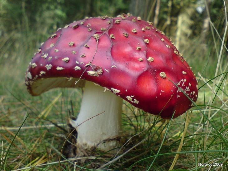 DSC00615.JPG