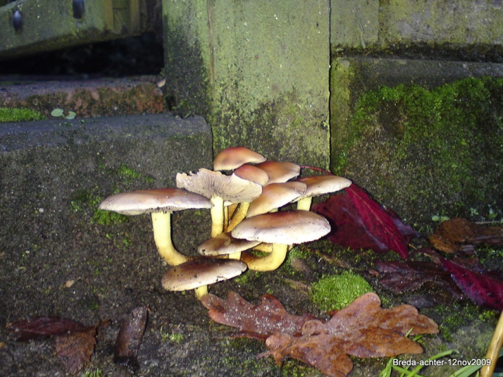 DSC00686.JPG