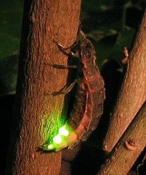 De Lampyris noctiluca, een luminescerende glimworm.Bron: wikipedia