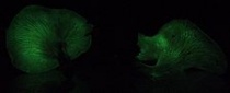 Een voorbeeld van een luminescerende zwammensoort (Omphalotus nidiformis). De zwam geeft een groenachtig licht af in het donker. Bron: wikipedia