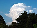 Cumulonimbus calvus, met vervagende toppen. Bron: Wikipedia