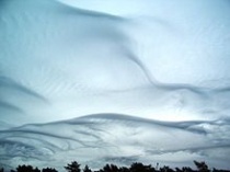 Undulatus asperatus. Bron: wikipedia 