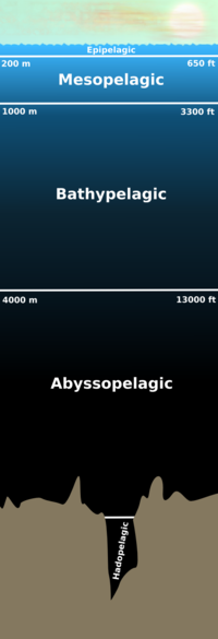 Schematische weergave van de verschillende subzones binnen de pelagische zone.Bron: Wikipedia 