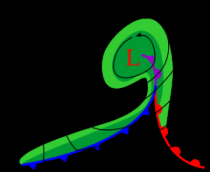 Occlusiefase; het koufront haalt het warmtefront in. Aan de achterzijde van de depressie vormt zich een trog.Bron: Wikipedia 