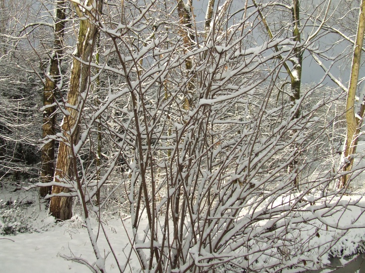 DSCF5511.JPG