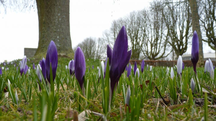 prille_lente_in_de_natuur_jannes_wiersema.JPG