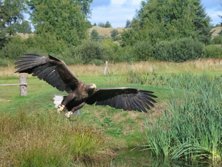 800px_Eagle_In_Flight_2004_09_01.jpg