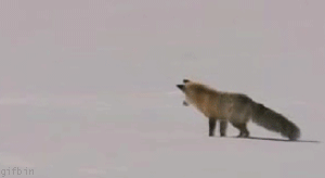 1248715399_arctic_fox_hunting.gif