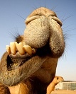 kameel.jpg