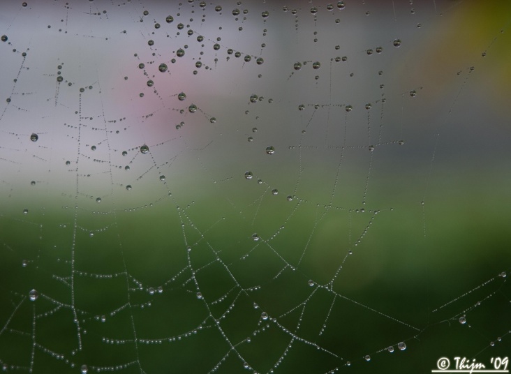 spidersweb.jpg