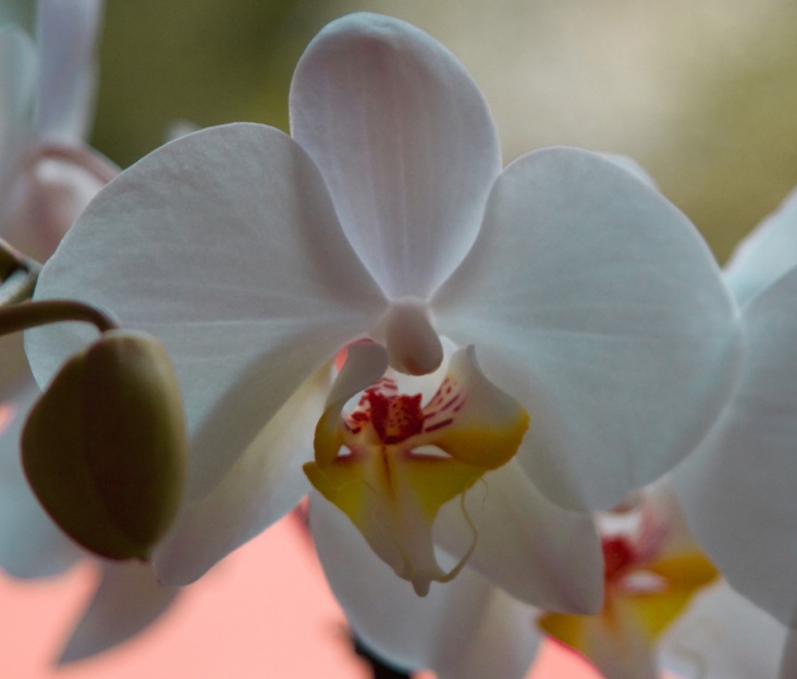 phaleanopsis_11.jpg