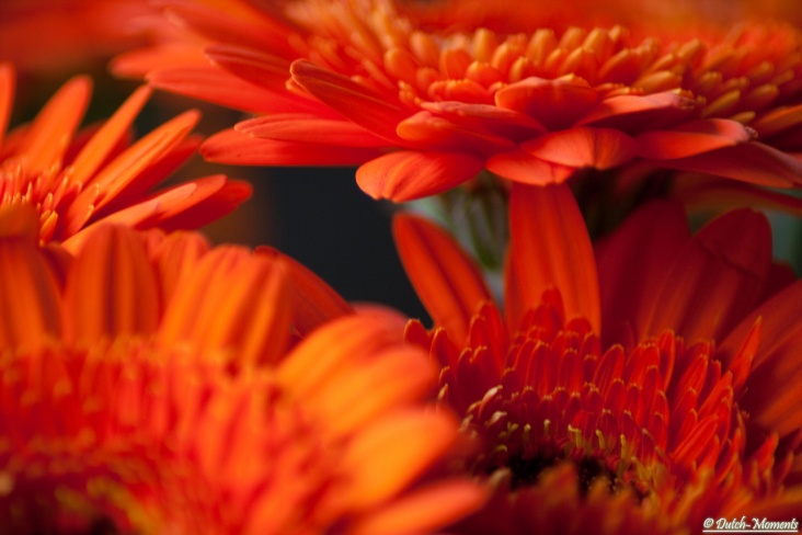 gerbera.jpg