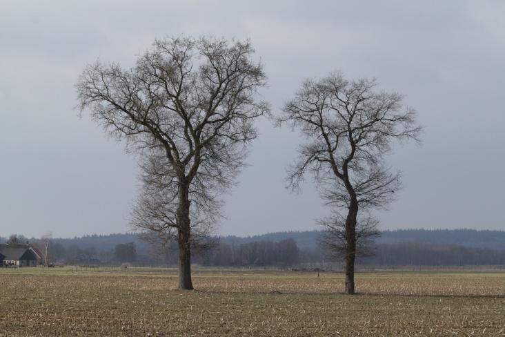 Bomenkleur.jpg