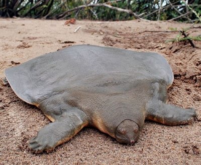 soft_shelled_turtle.jpg