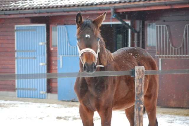 paarden_sneeuw_006.JPG