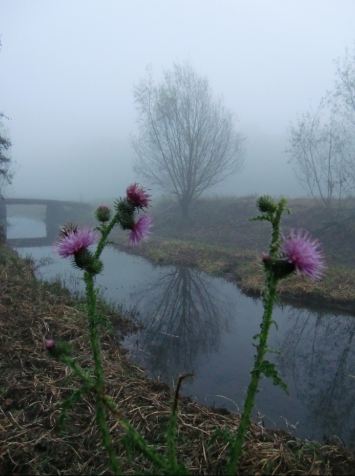 distel_nog_in_bloei_n__.jpg