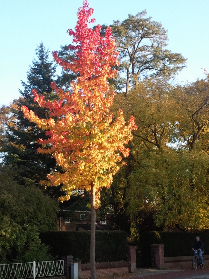 herfstkleurenprachtboom.jpg