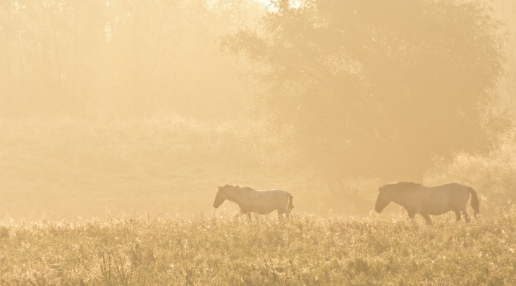 MAAS20110925_143.jpg