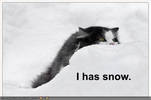 funny_pictures_cat_has_snow.jpg