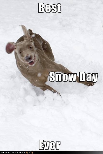 c9a33_funny_dog_pictures_dog_is_excited_about_the_snow_day.jpg