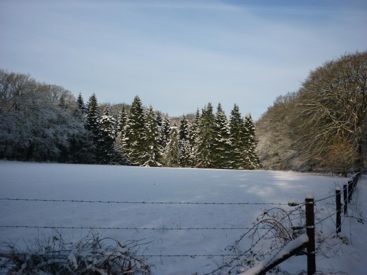 winter_20100126.jpg