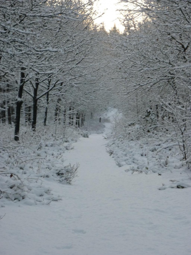 winter_20100033.jpg