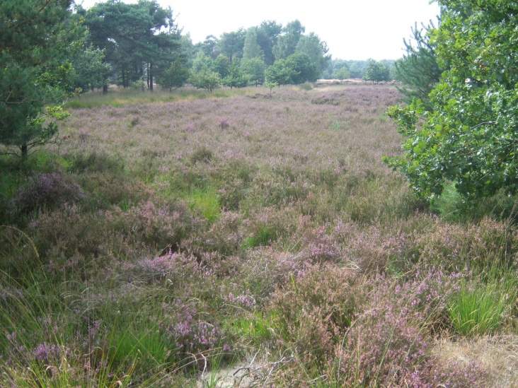 bloeiende_heide.jpg