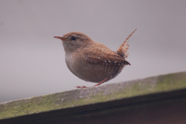 Bird_018_Winterkoninkje.jpg