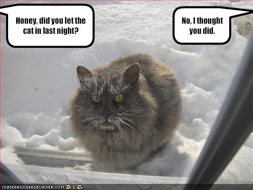 funny_pictures_your_cat_spent_the_night_outside.jpg