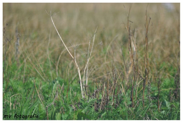 Natuur007.jpg