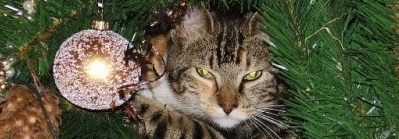 kerstboompoes.jpg