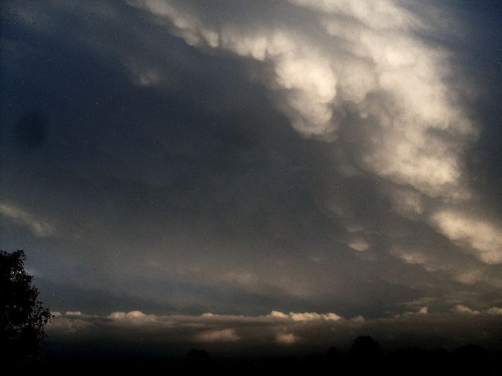 1291809684NMammatus.jpg