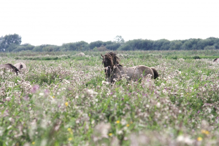 Konikpaard___de_Oostvaardersplassen.jpg