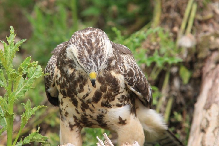 buizerd_oostvaardersplassen.jpg