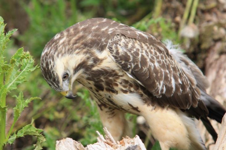 buizerd_oostvaardersplassen2.jpg