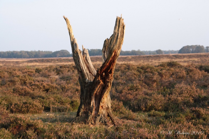 Zonsondergang_Deelerwoud.jpg