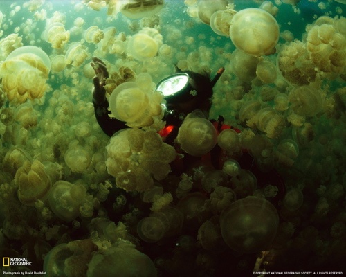 jellyfish_swarm.jpg