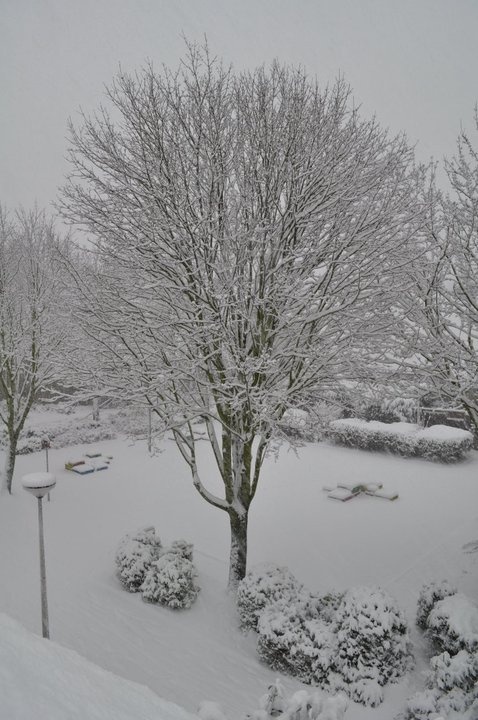 Sneeuwboom_1.0.jpg