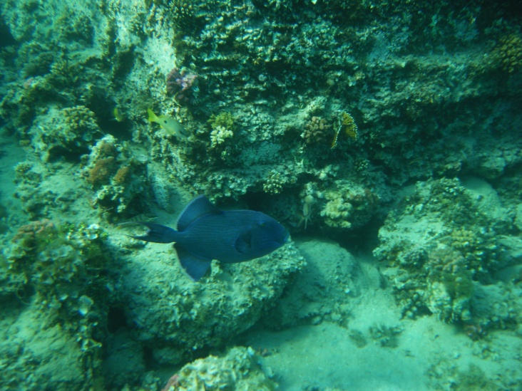 DSCF1822_Blue_TriggerFish.jpg